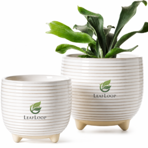 LeafLoop Ribbed Ceramic Planter Set