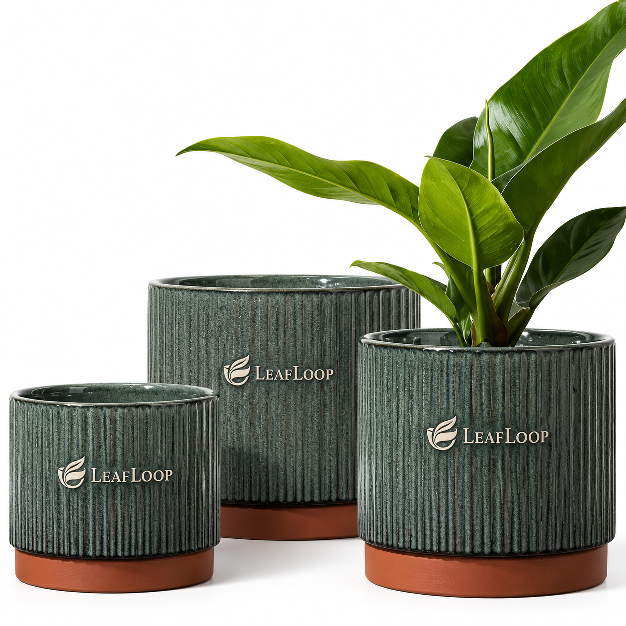 LeafLoop Ribbed Ceramic Planter Set